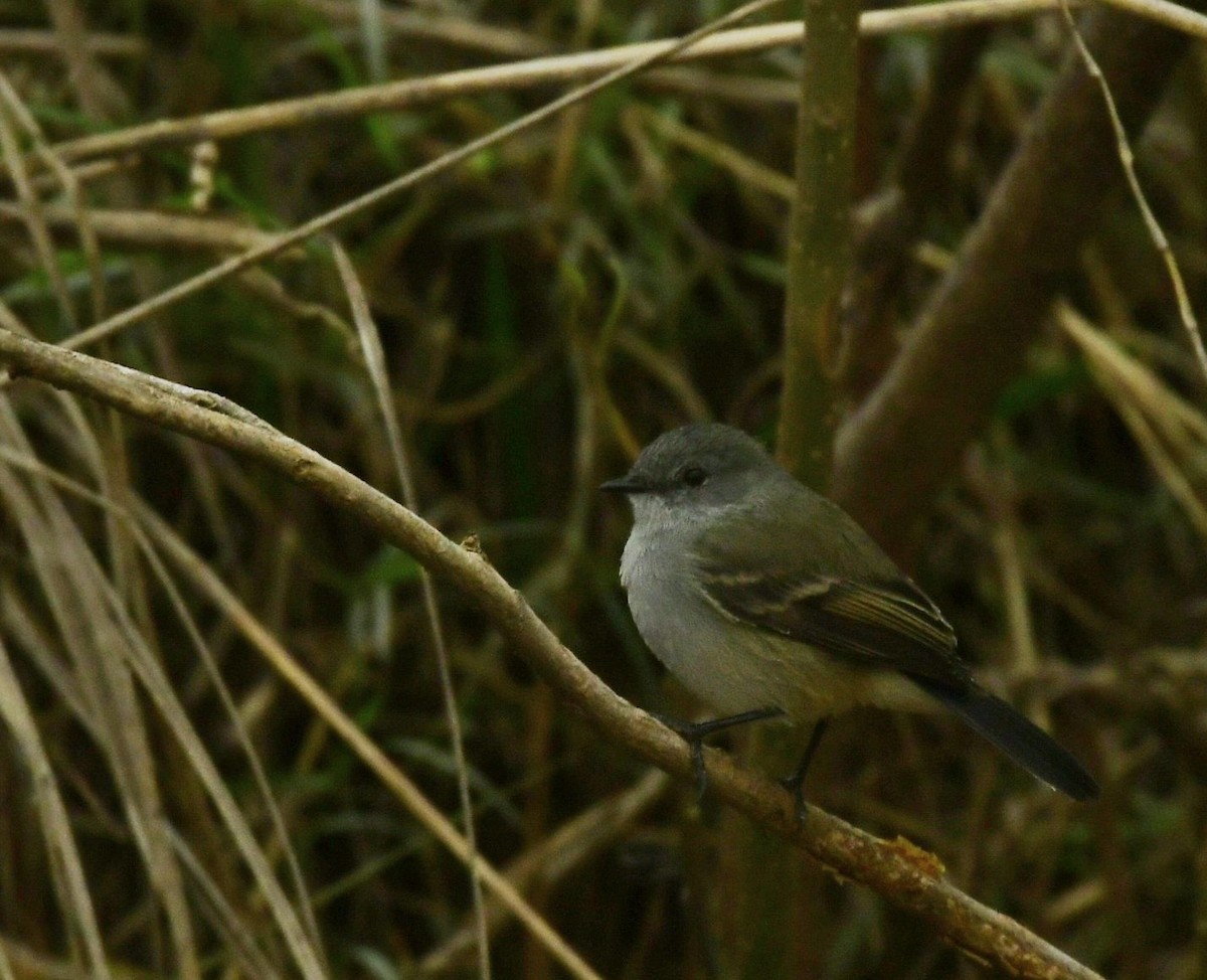 Sooty Tyrannulet - Eugenia Boggiano