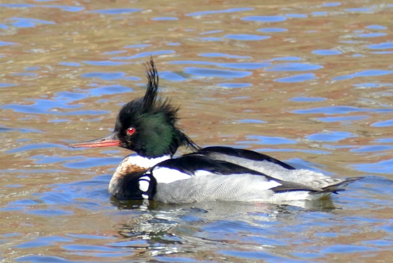 Red-breasted Merganser - ML617938564