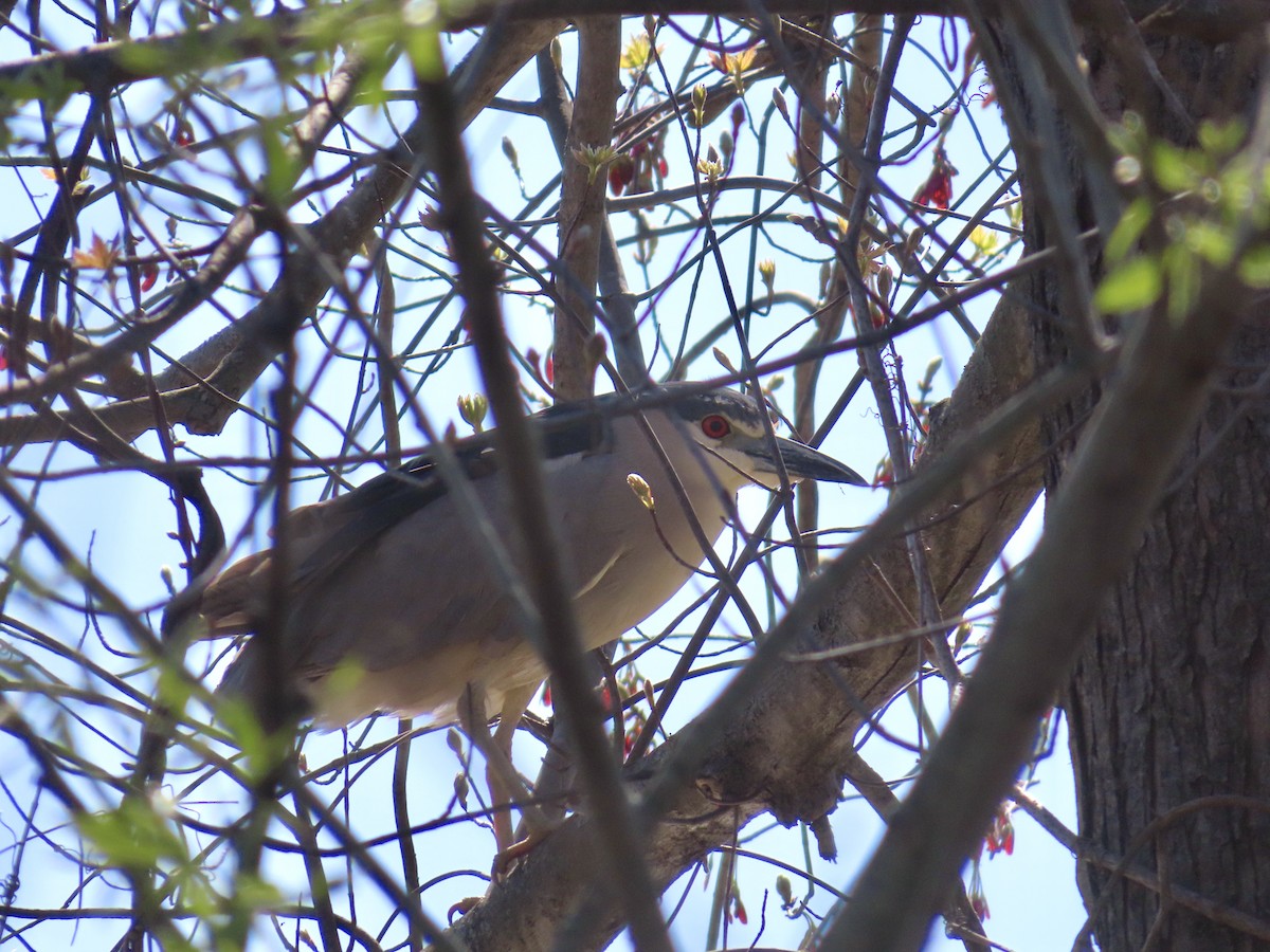 Black-crowned Night Heron - ML617938578