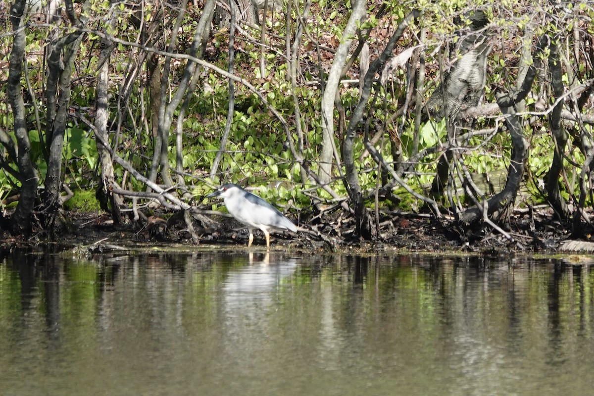 Black-crowned Night Heron - ML617938583