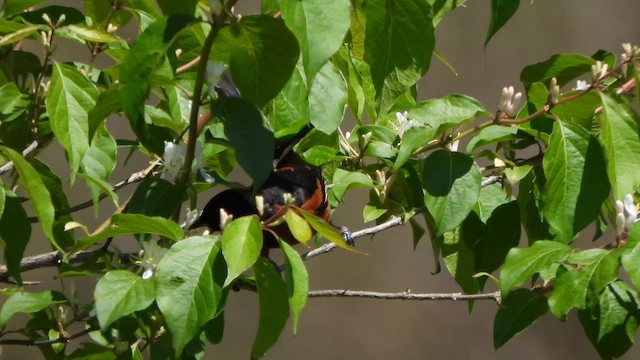 Orchard Oriole - ML617938613