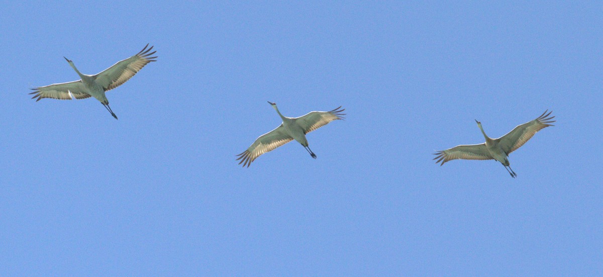 Sandhill Crane - ML617938637