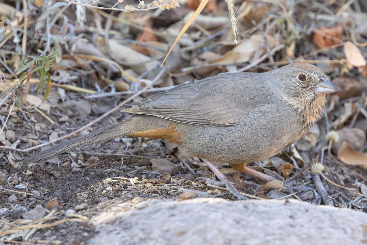 Canyon Towhee - ML617938638