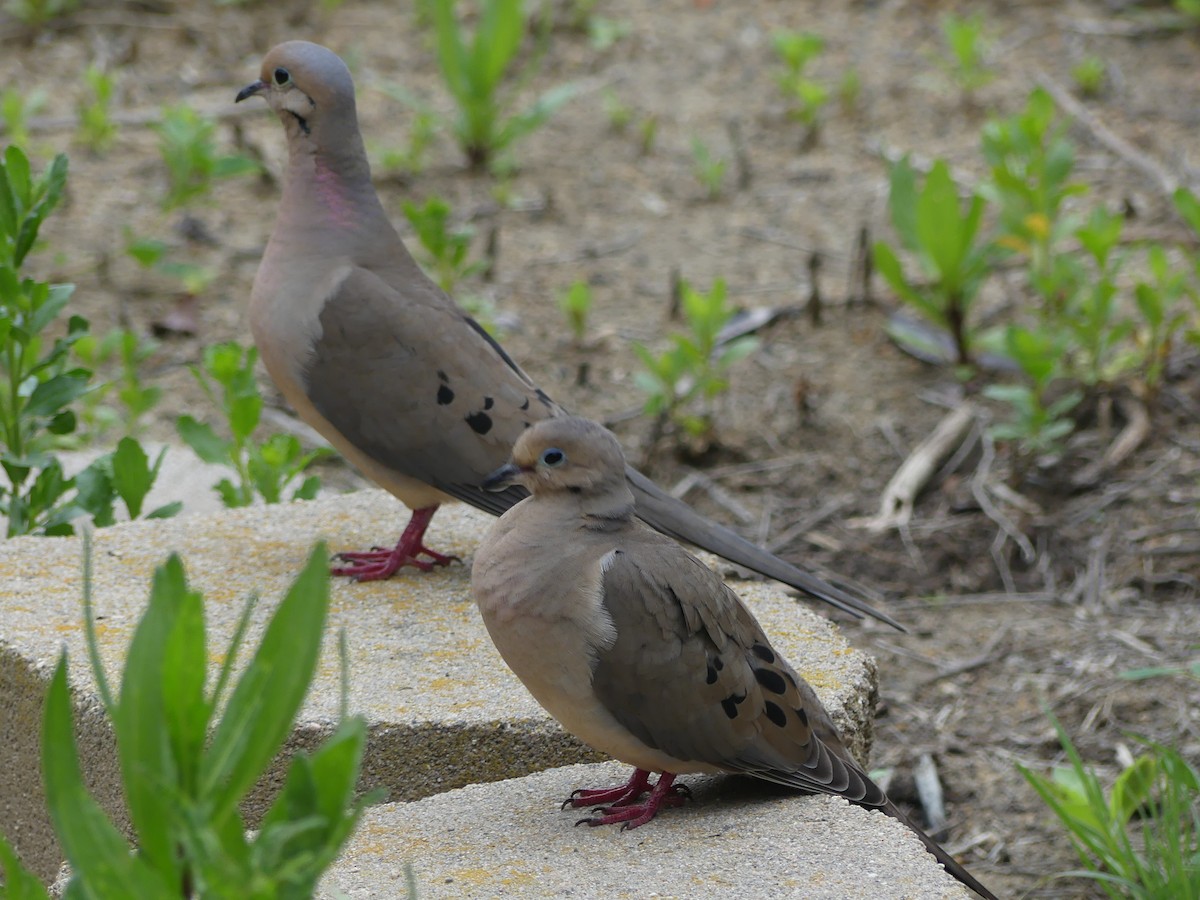 Mourning Dove - ML617938642