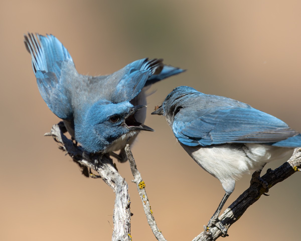 Mexican Jay - ML617938644