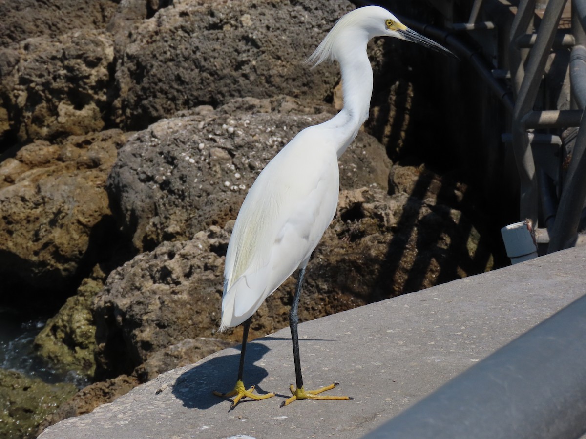 Snowy Egret - ML617938808