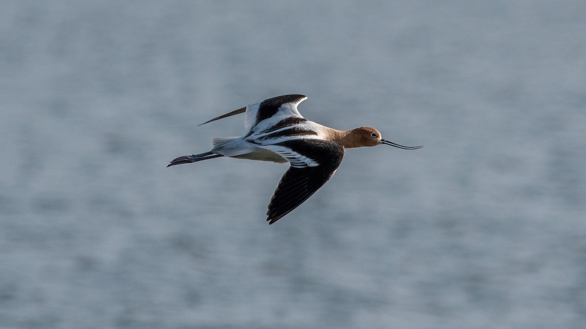 Avocette d'Amérique - ML617938831