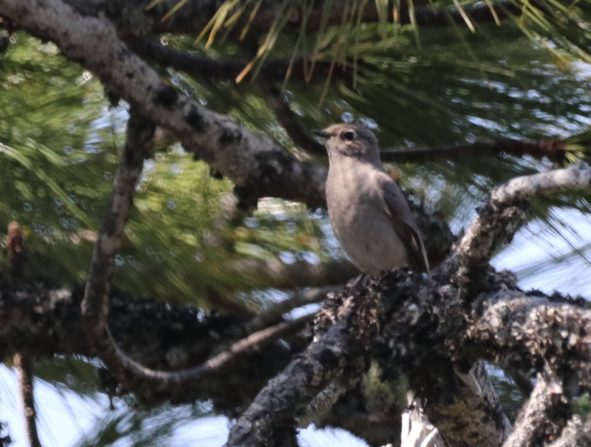 Townsend's Solitaire - ML617938834