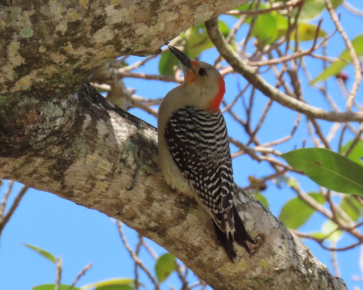 Red-bellied Woodpecker - ML617938836