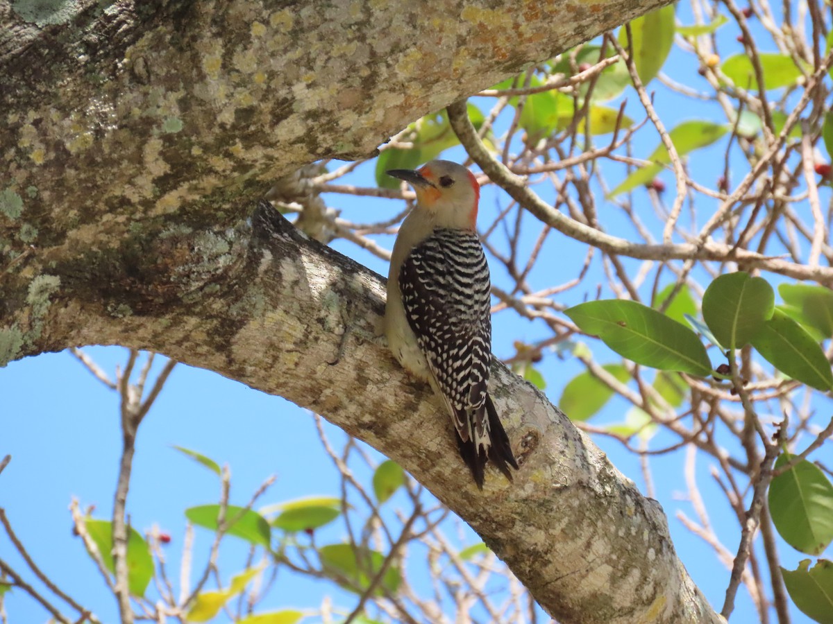 Red-bellied Woodpecker - ML617938839