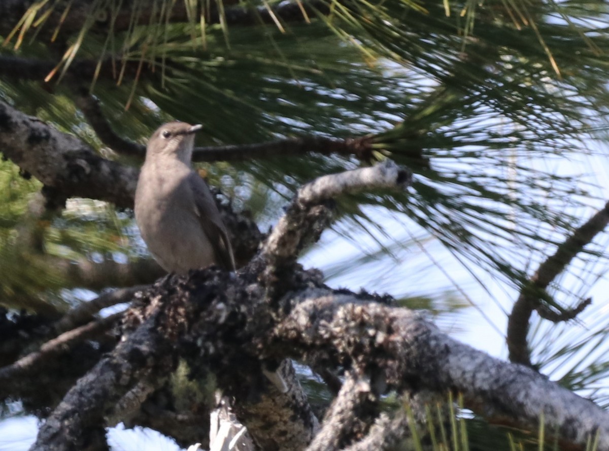 Townsend's Solitaire - ML617938840