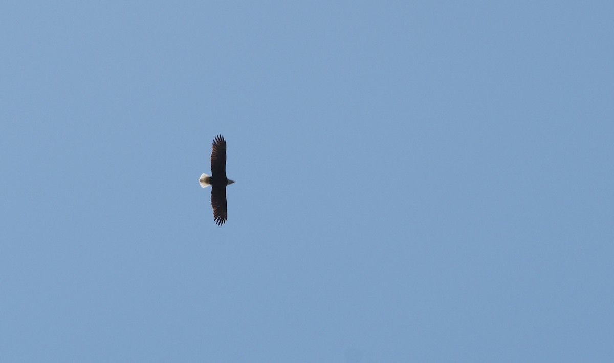 Bald Eagle - ML617938844