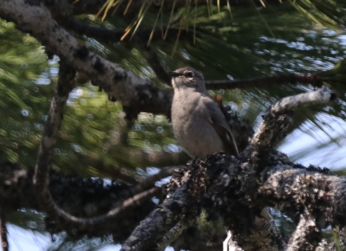 Townsend's Solitaire - ML617938850