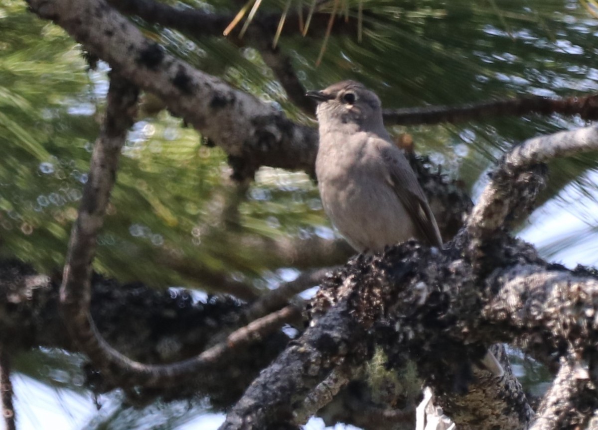 Townsend's Solitaire - ML617938855