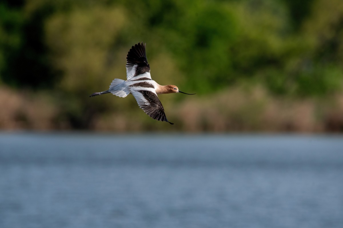 American Avocet - ML617938858