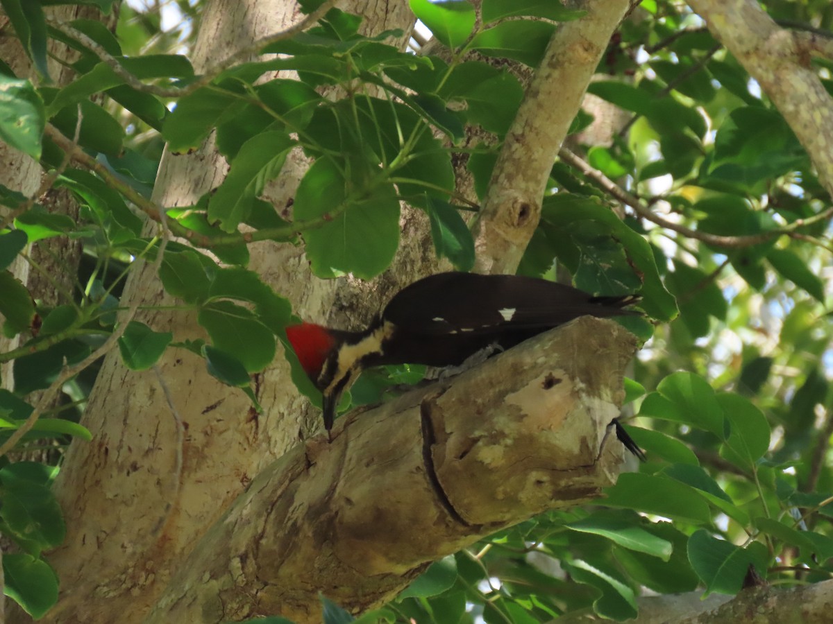 Pileated Woodpecker - ML617938862