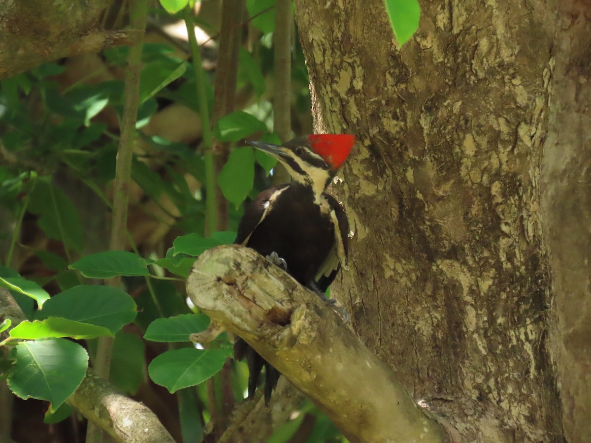 Pileated Woodpecker - ML617938863