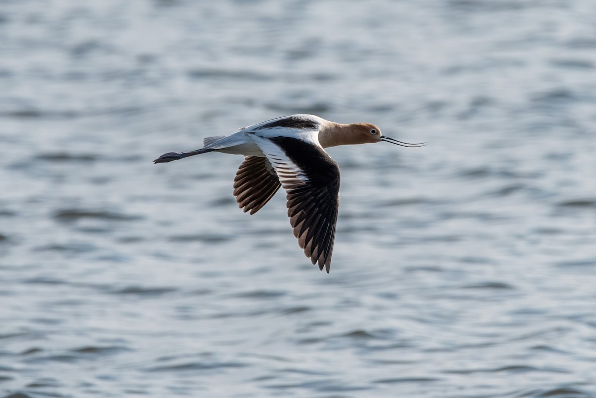 Avocette d'Amérique - ML617938865