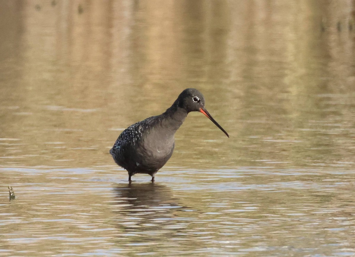 Spotted Redshank - ML617938875