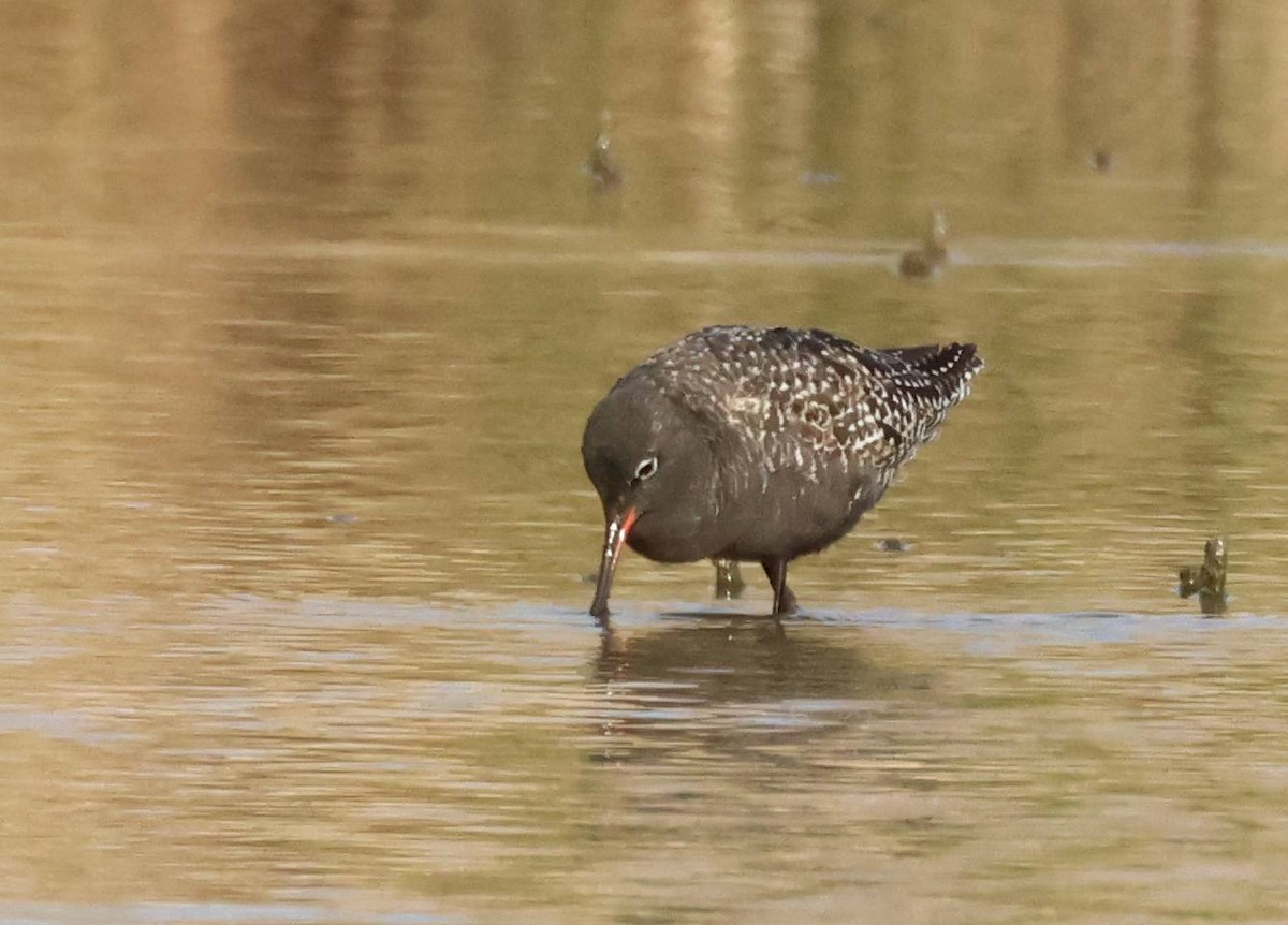 Spotted Redshank - ML617938882