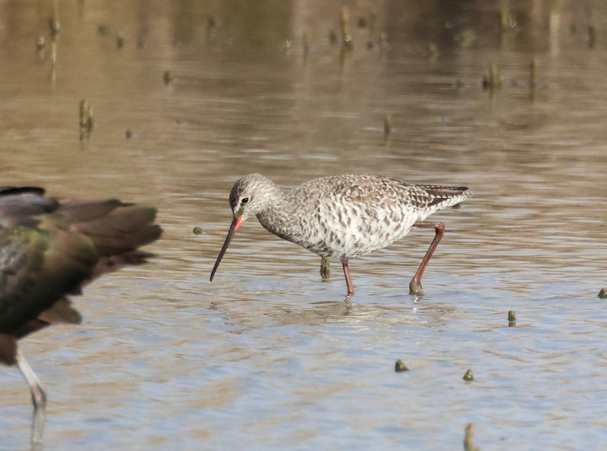 Spotted Redshank - ML617938890