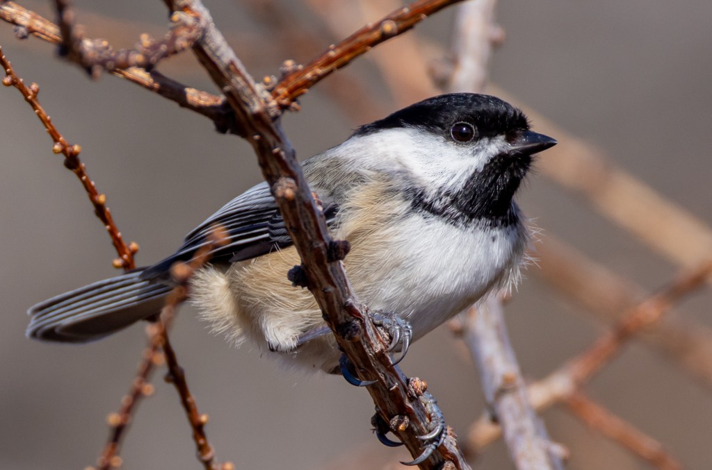 Black-capped Chickadee - ML617938898