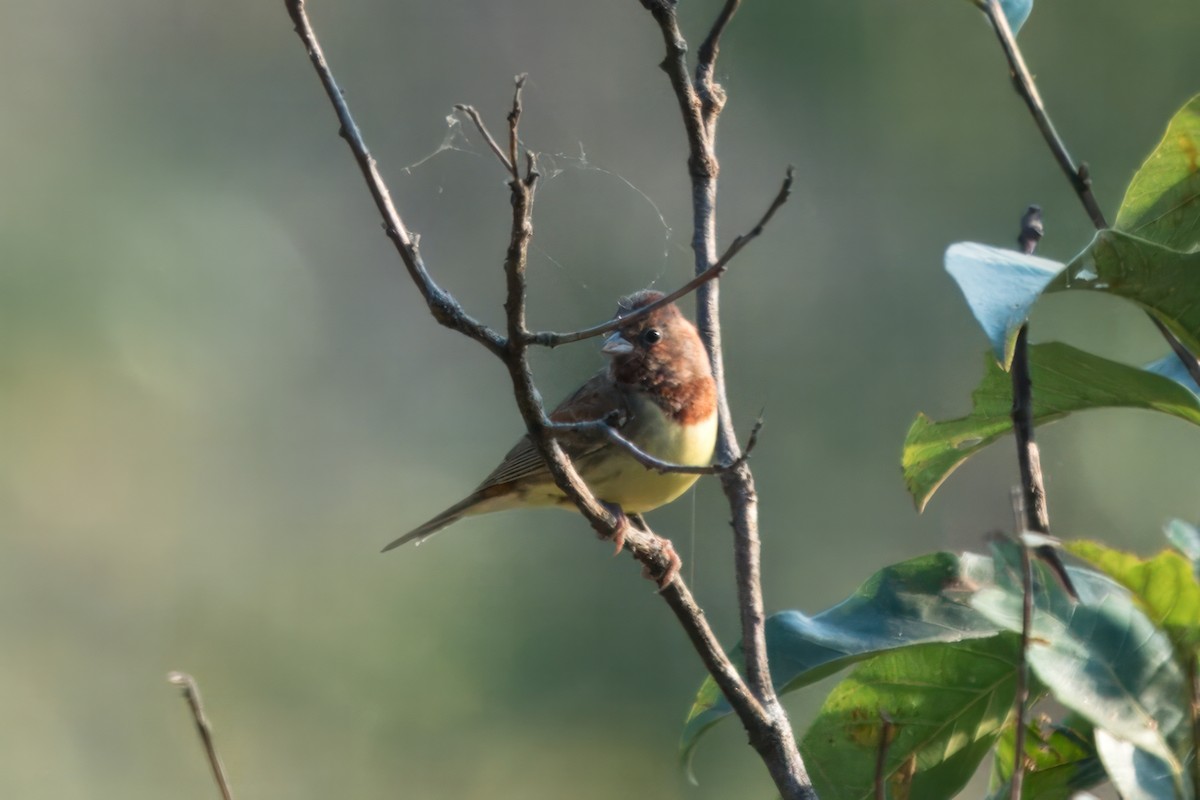 Chestnut Bunting - ML617938903