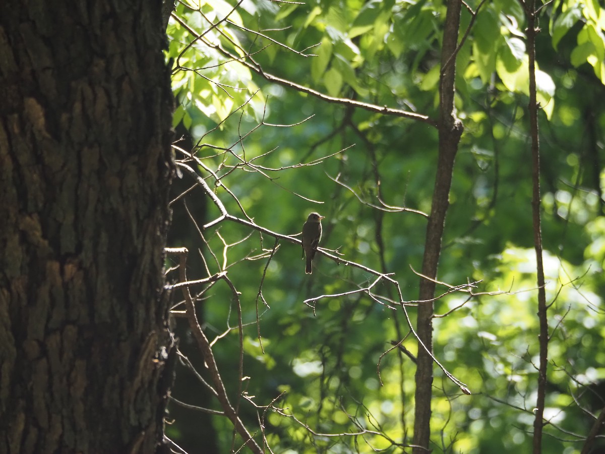 Eastern Wood-Pewee - ML617938904