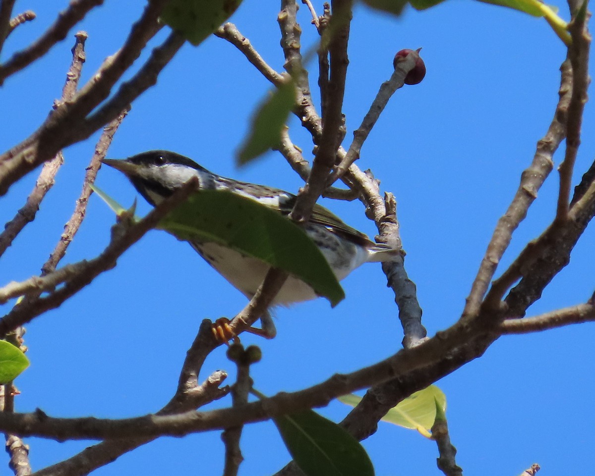 Blackpoll Warbler - ML617938938