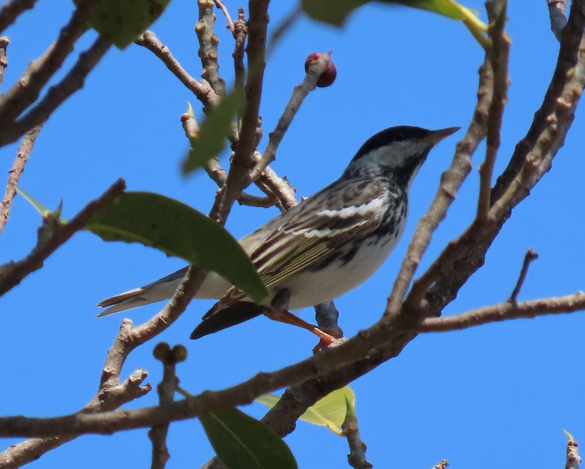 Blackpoll Warbler - ML617938939