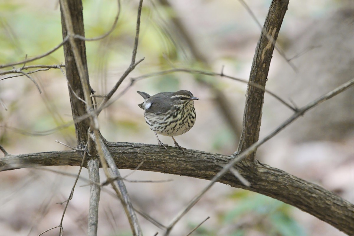 Northern Waterthrush - Melissa Ludwig