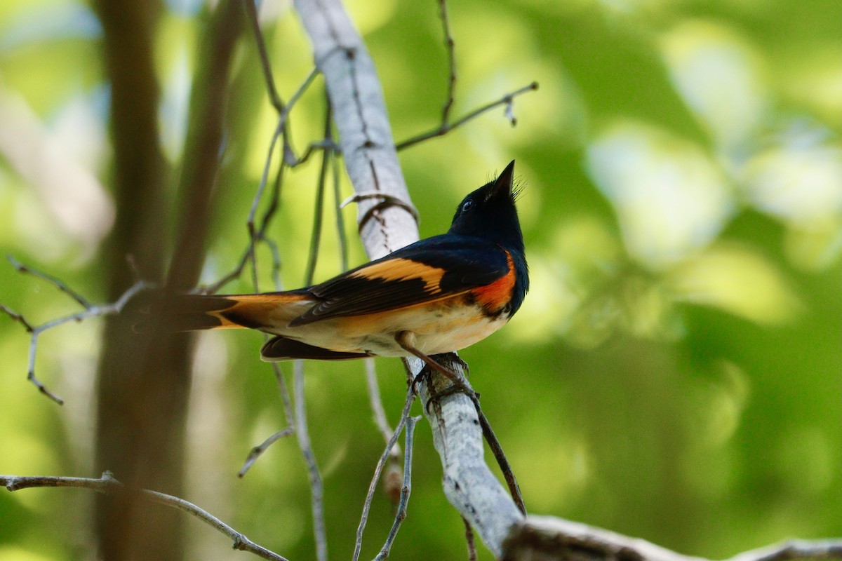 American Redstart - Paul Petrus