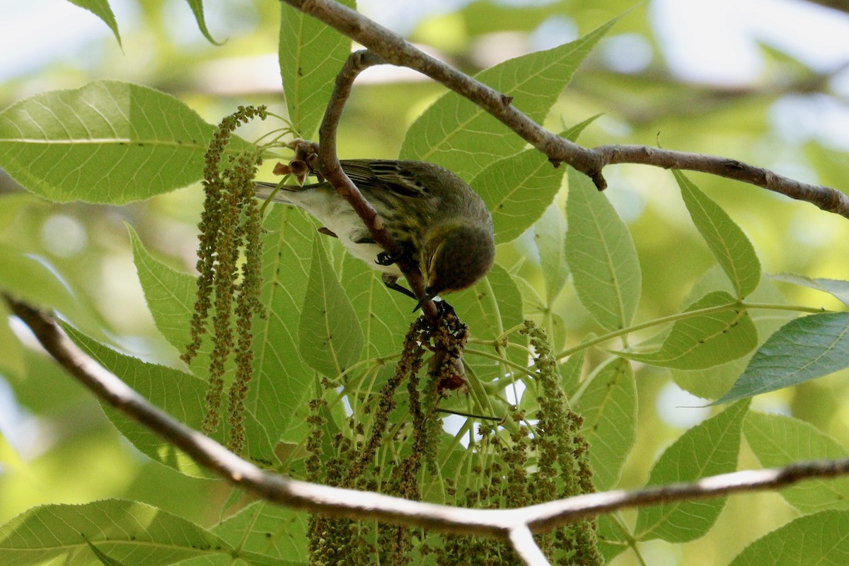 Cape May Warbler - ML617938975