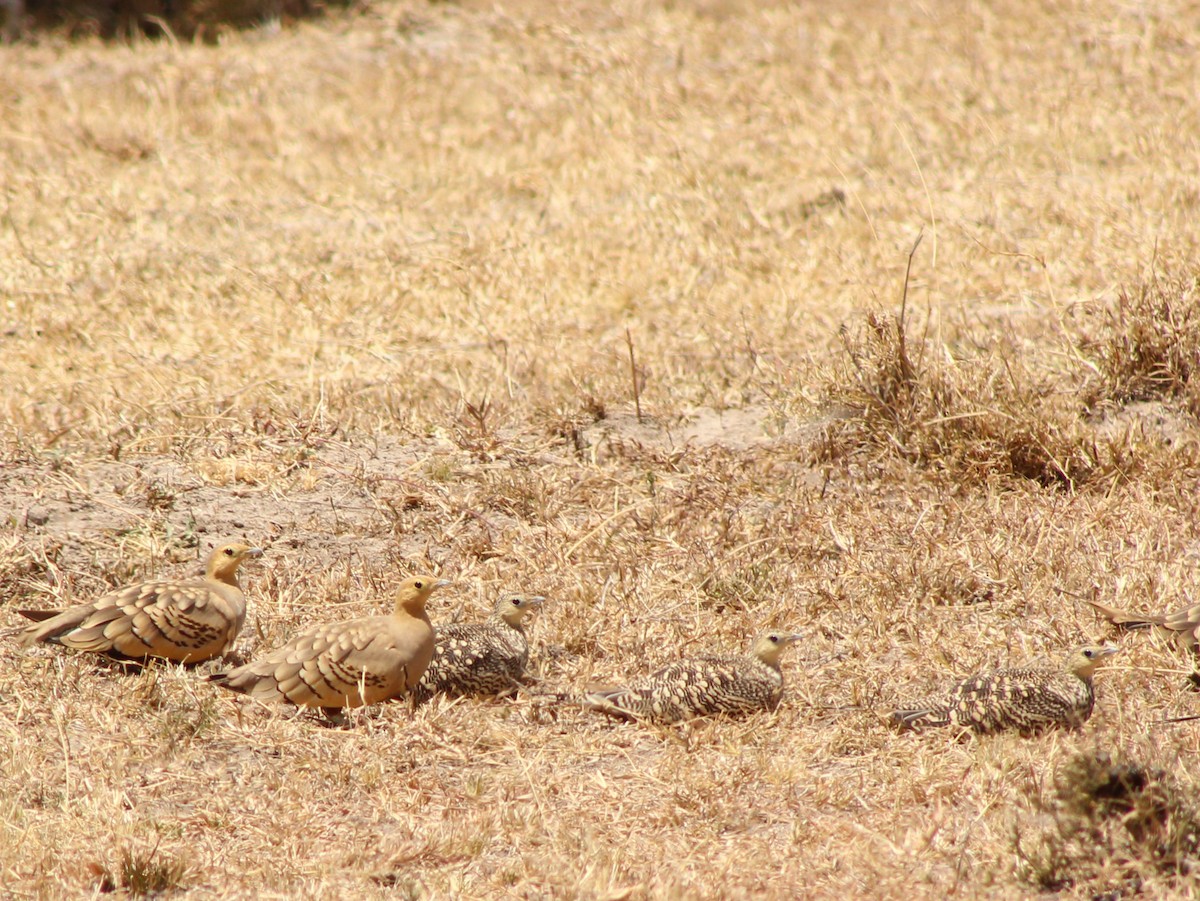 Chestnut-bellied Sandgrouse - ML617939007