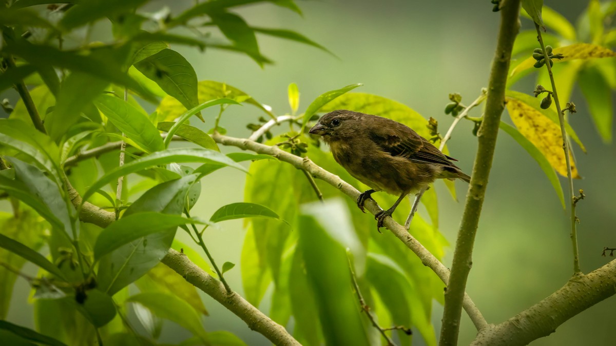 Principe Seedeater - ML617939009