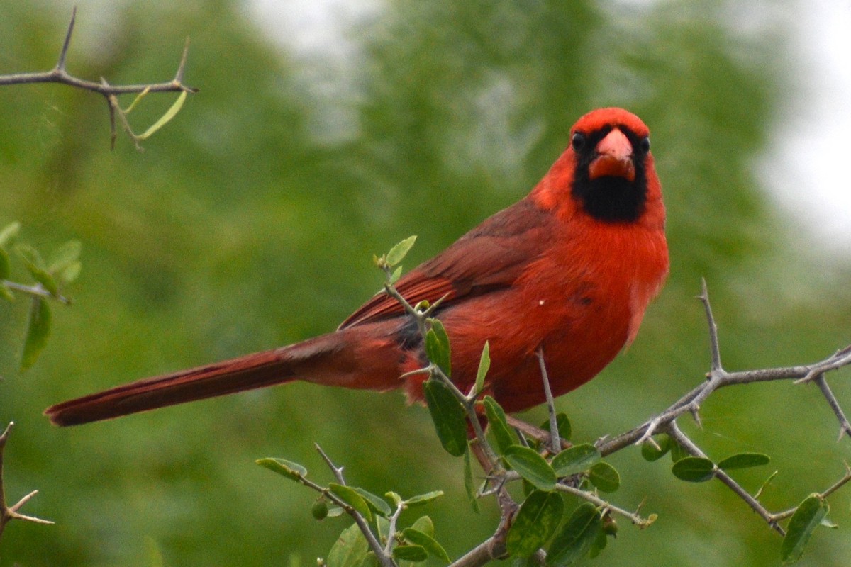 Cardenal Norteño - ML617939041