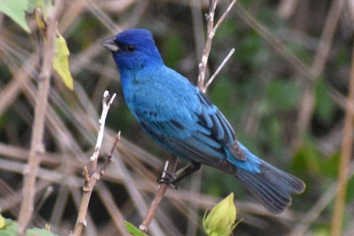 Indigo Bunting - ML617939053