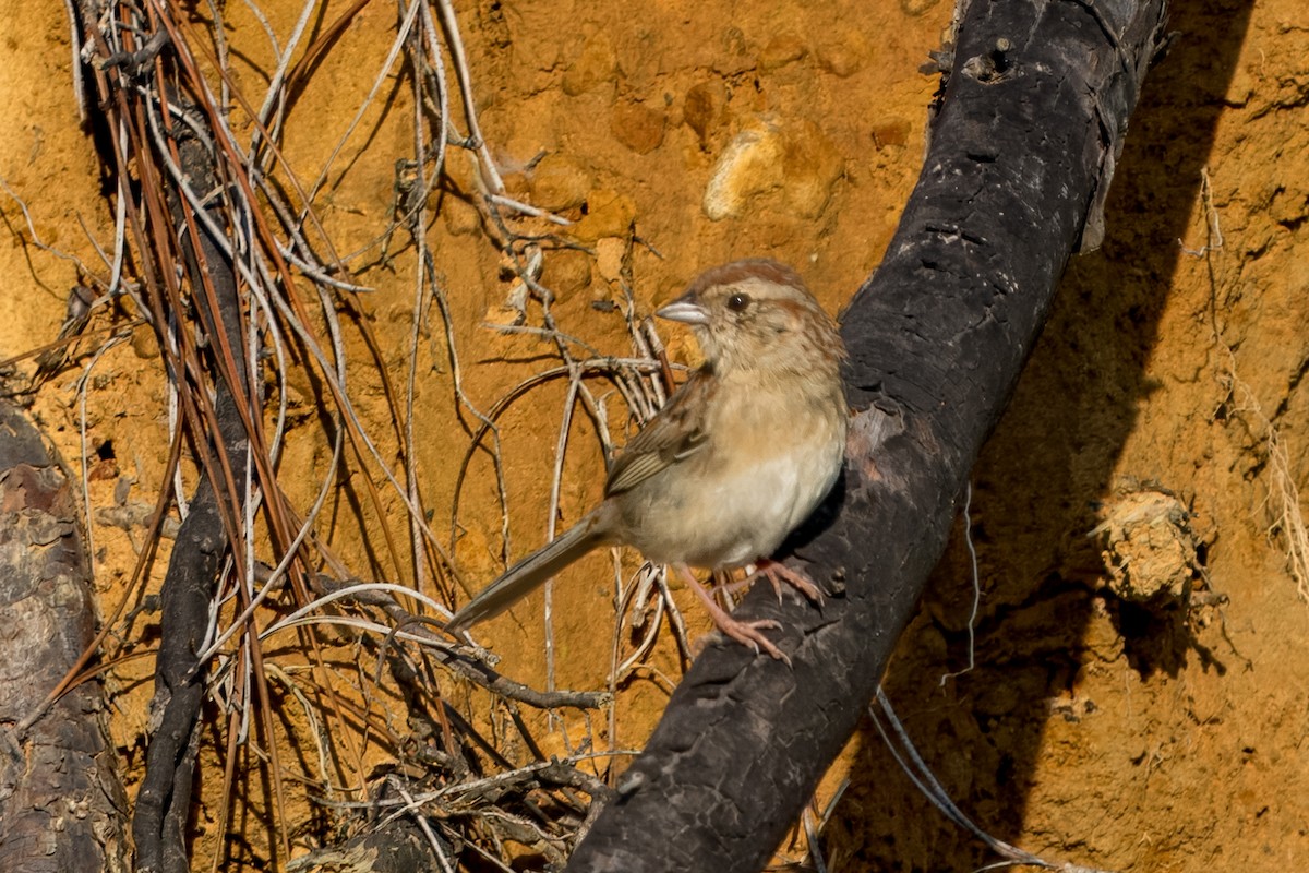 Bachman's Sparrow - ML617939064