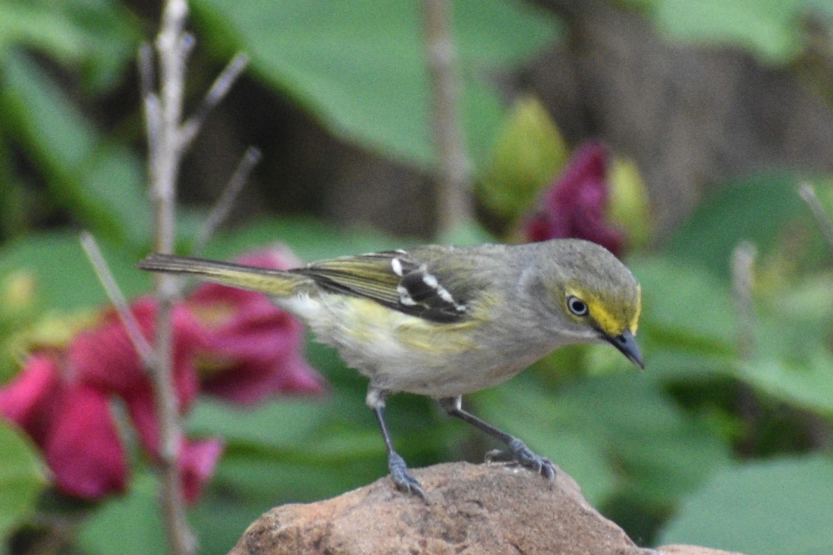 Ak Gözlü Vireo - ML617939084