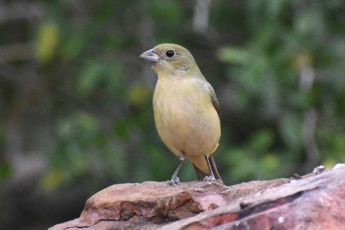 Painted Bunting - ML617939088