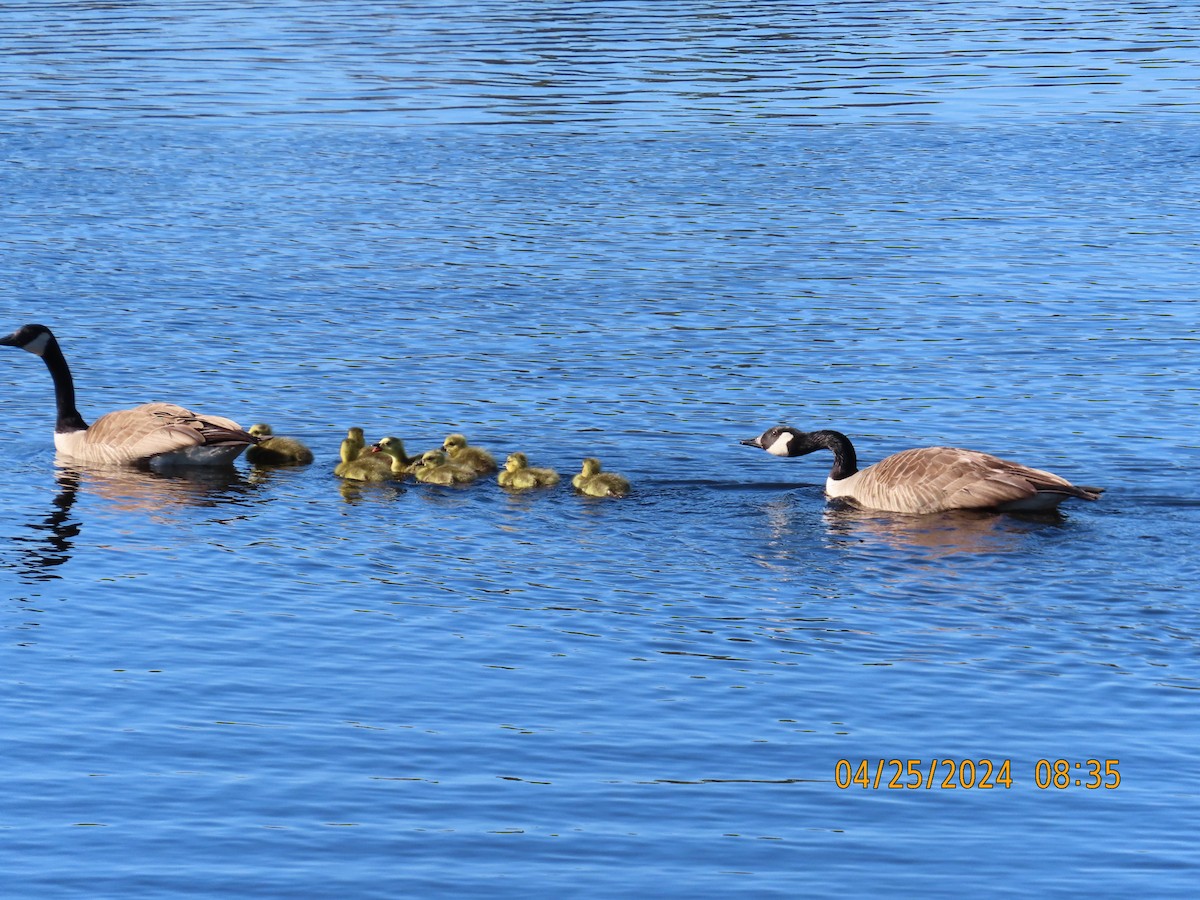 Canada Goose - ML617939111