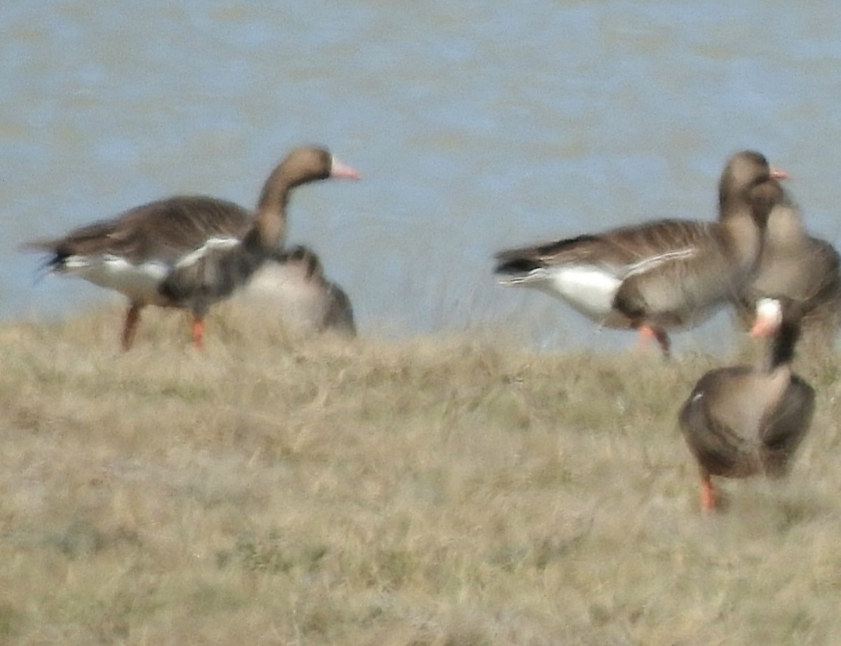 Greater White-fronted Goose - ML617939125