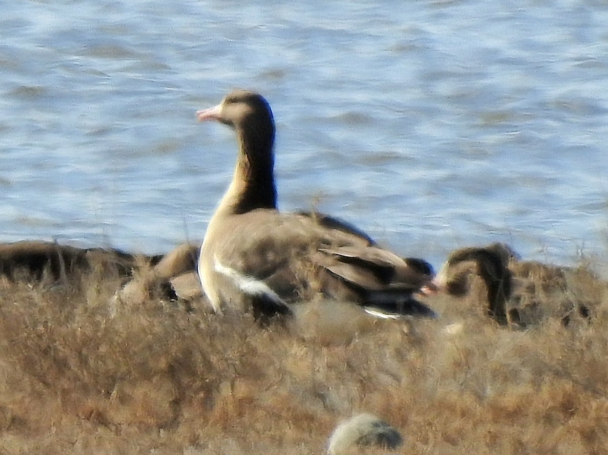 Greater White-fronted Goose - ML617939126
