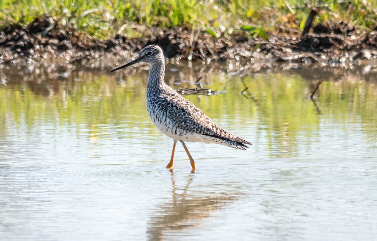 Greater Yellowlegs - Gale VerHague
