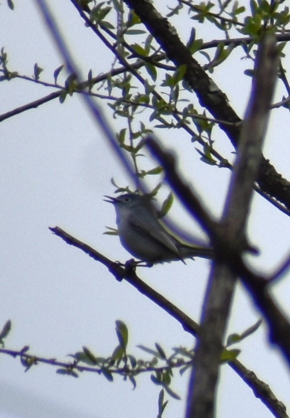 Blue-gray Gnatcatcher - Jim Wilkinson