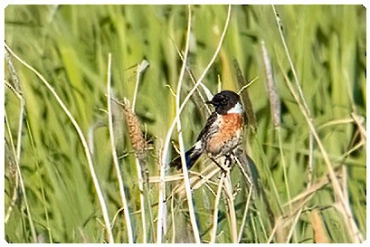 European Stonechat - A W