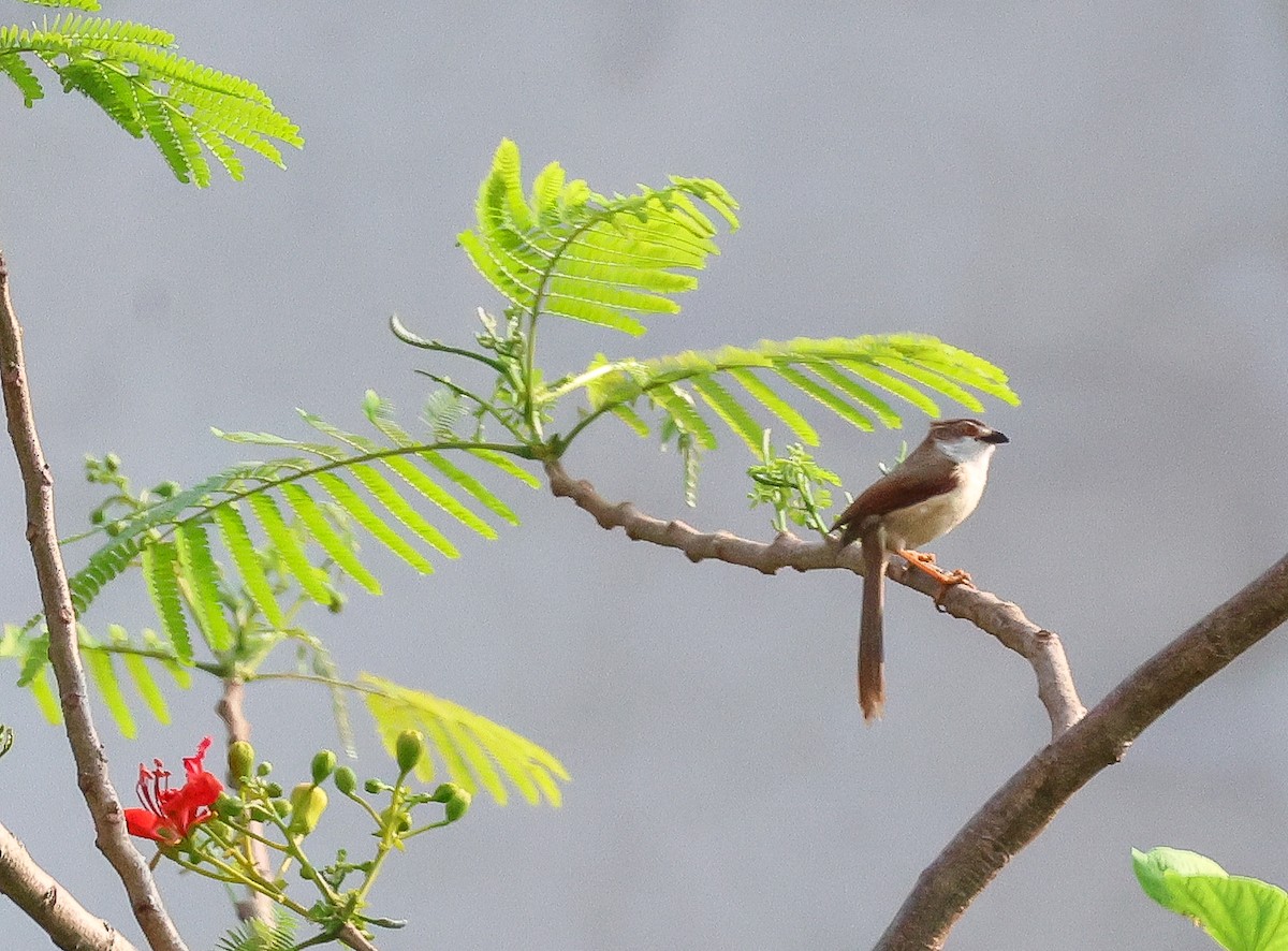 Yellow-eyed Babbler - ML617939218