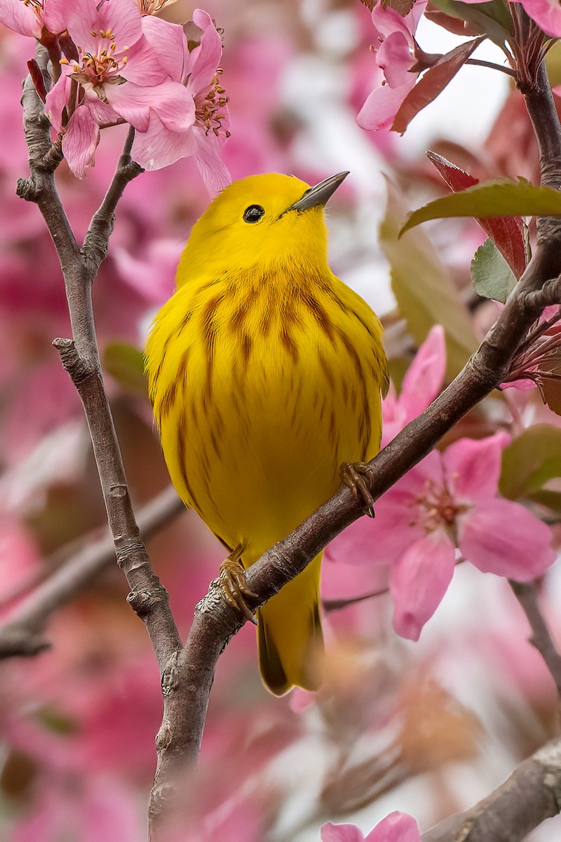 Yellow Warbler (Northern) - ML617939223