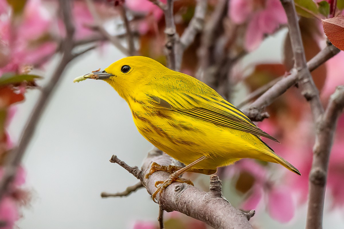 Yellow Warbler (Northern) - ML617939228