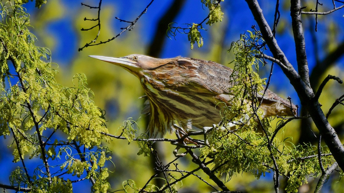 American Bittern - ML617939229